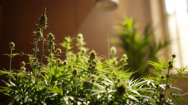 Les meilleurs hash CBD : variétés pour une relaxation optimale